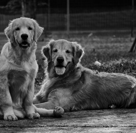 Relação Homem e Cachorro