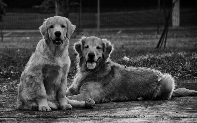 Relação Homem e Cachorro