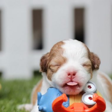 Descubra qual é o animal de estimação ideal para os seus filhos